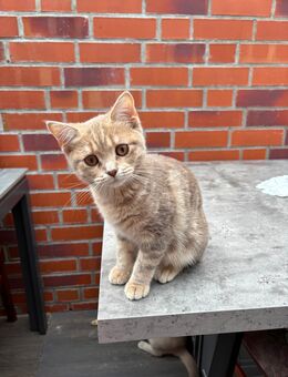 Jungkatze zu verkaufen - Spelle