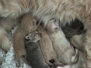BKH Nachwuchs: 6 kleine Fellnasen sind da! - Bochum Wattenscheid
