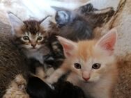 Maine Coon kitten - Berlin