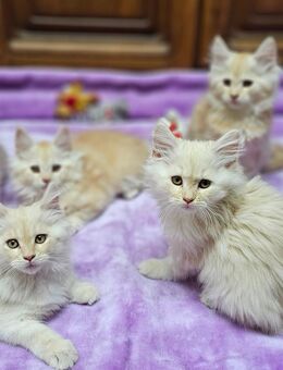 Maine Coon Kitten Kater - Schwarzenbek