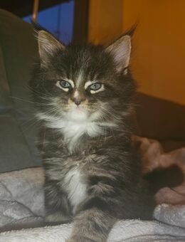 XXL Reinrassige Maine Coon Kitten - Sassenburg