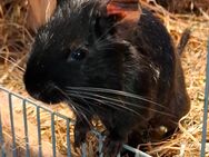 Degus Jerry & Spikey - Bochum