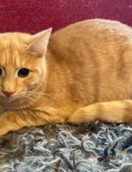 Süße Katzen suchen liebevolles Zuhause - Köln