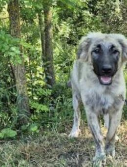 Goldstück Ember sucht ihr Körbchen - München