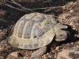 Griechische Landschildkröte, weiblich, eierlegend in 63486