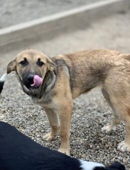 süße Emba träumt vom eigenen Zuhause - Celle