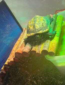 chinesische dreikielschildkröte - Göttingen