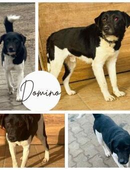 DOMINO PP Zarte Seele sucht sein Mensch - Neustadt (Rübenberge)