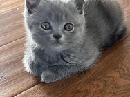 BKH reinrassig Kitten Blue Katze dürfen ausziehen - Neubrunn (Bayern)