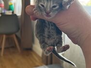 Reinrassige Maine Coon - Stuttgart