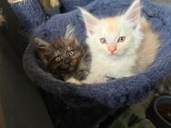 Zwei Maine Coon kitten suchen zuhause - Querenhorst