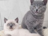 BKH Kitten - Monheim (Rhein)