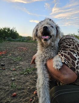 Unser hübscher Pudelmischlingsrüde Tommy wird 1,5 -2 Jahre alt, ca 45 cm , kastr. sucht ein Zuhause - Angern