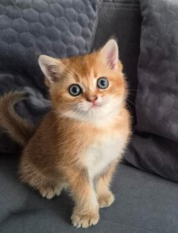 BKH Kitten Black Golden Shell - Kerpen (Kolpingstadt)