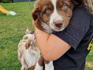 Australian Shepherd Rüde Welpe - Hötensleben