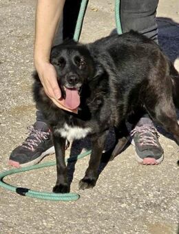 Soziale AMBRA sucht FAMILIE fürs Leben♥️ - München