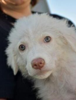 Curiocino sucht sein Traumzuhause - Neuss