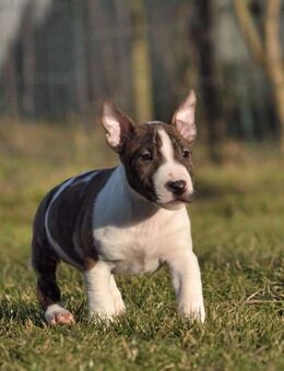 Reinrassige Mini-Bully-Welpen - München