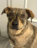 Kuschel Maus Susi sucht ihr Körbchen in 50765