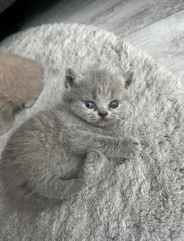 BKH kitten britisch kurzhaar - Mannheim