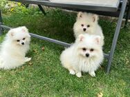 Zwergspitz Pomeranian - Vöhringen (Bayern)