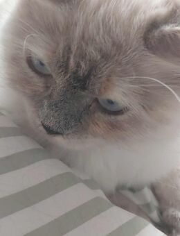 Heilige Birma Ragdoll Katze mink - Bochum Langendreer