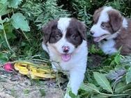 Australian Shepherd Welpen - Ottersberg