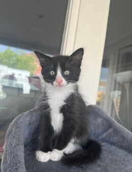 Letzter Maine-Coon/Havana Mix Kater Braun - Berlin