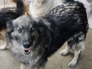 Elvis zu schön für das Tierheim - Blankenheim (Nordrhein-Westfalen)