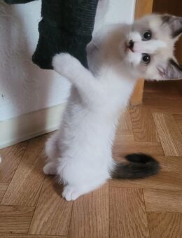 Heilige Birma mix Kitten Mädchen - Mörfelden-Walldorf