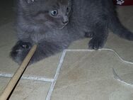 Katze, Katzenbaby. - Wettin-Löbejün
