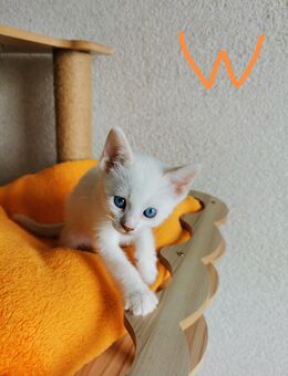Babys mit wunderschönes Fell - Köln
