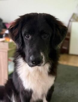 Dringend Zuhause gesucht - Baierbrunn