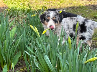 Mini Australian Shepherd Welpen MASCA suchen..