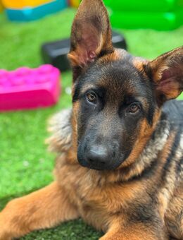 Schäferhundkind 10 Monate, sucht neues Zuhause - Heilbronn