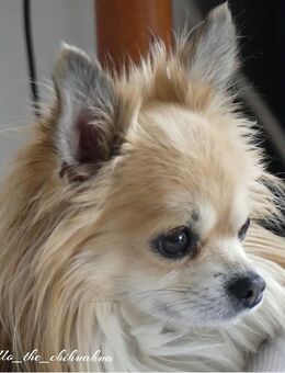 Chihuahua Welpe - Gärtringen