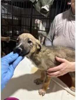 Carola - Pflegestelle oder Zuhause gesuc - Oberwies