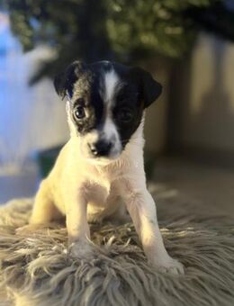 Lulu - kleine Maus sucht die große Liebe - Gerlingen