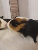 Meerschweinchen Böckchen 3 Monate in 06647