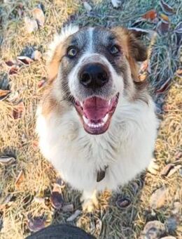 Treuer & verträglicher Bafu ❤️ - Großefehn