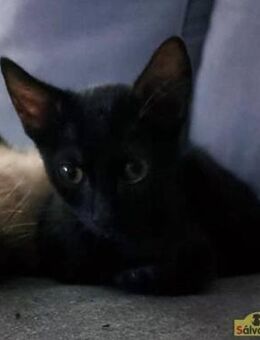 Besonderer Jungkater Lucas - Bad Camberg