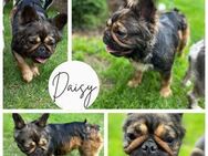 DAISY PP Fluffy Prinzessin möchte Liebe - Neustadt (Rübenberge)