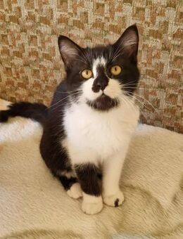 Zauberhafter schwarz-weißer Oreo - Augsburg