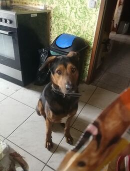 Hund 20 Monate in liebevolle Hände abzugeben - Gößweinstein