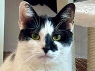 LUCY-bezaubernde Katzen-Dame,1 1/2 Jahre - Rösrath