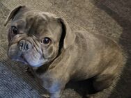 französische bulldogge zu verkaufen - Lübeck