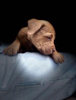 Old English bulldog Malinois mix - Wagenfeld