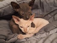 Sphynx kitten das weiße sucht als letzte noch ein zu Hause - Eschweiler