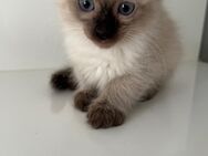 Siam katze - Duisburg