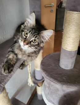 Maine Coon/Norwegische Waldkatze Mix Kitten - Bad Liebenwerda